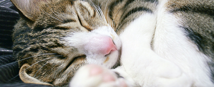 眠る愛猫ペンネ