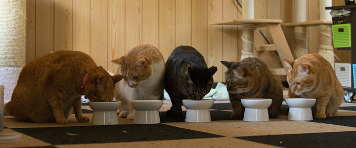 猫達の食事会