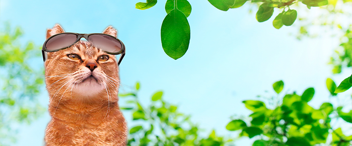暑い夏の乗り切るサングラスの猫